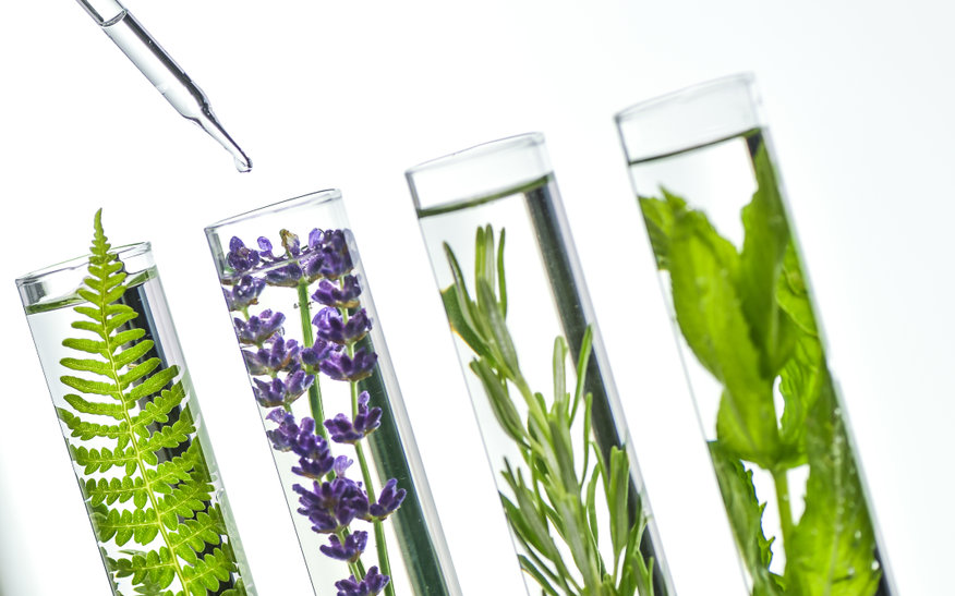 Laboratory, Fern, lavender, rosemary and mint in Biochemistry test tubes