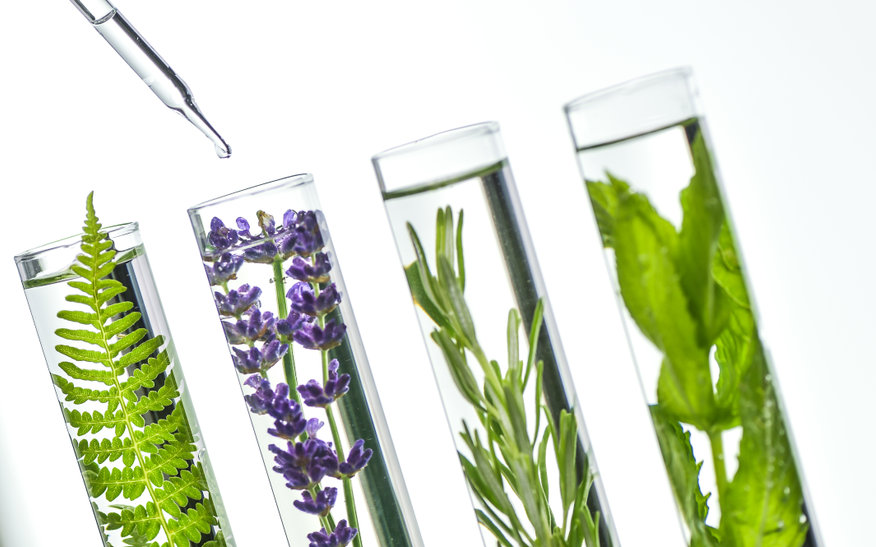 Laboratory, Fern, lavender, rosemary and mint in test tubes Biochimic Laboratory, Fern, lavender, rosemary and mint in Biochemistry test tubes