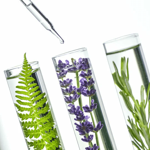 laboratory fern lavender rosemary and mint in test tubes